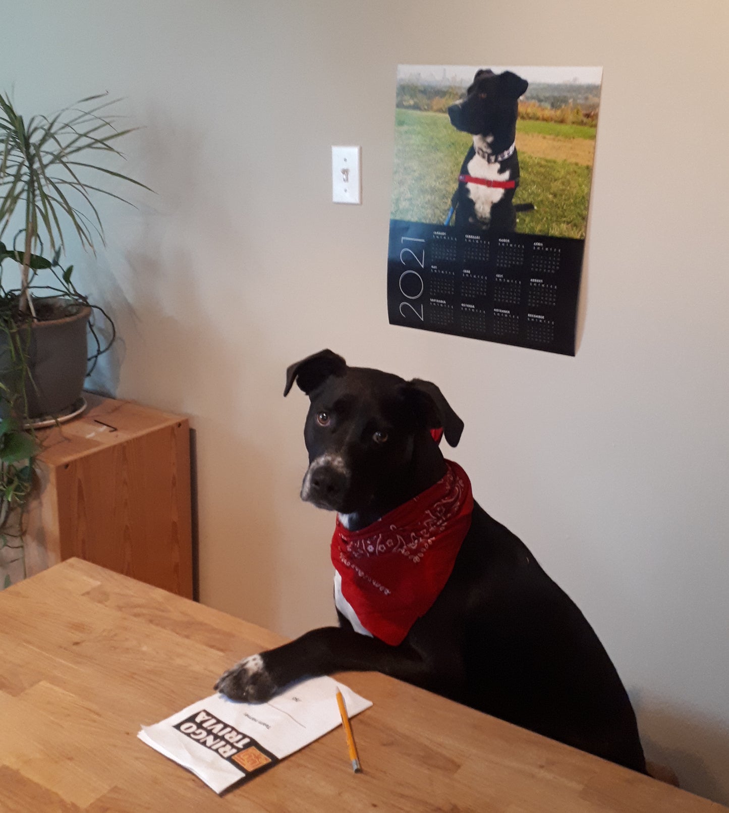 Flat Free Trivia - Bent Stick